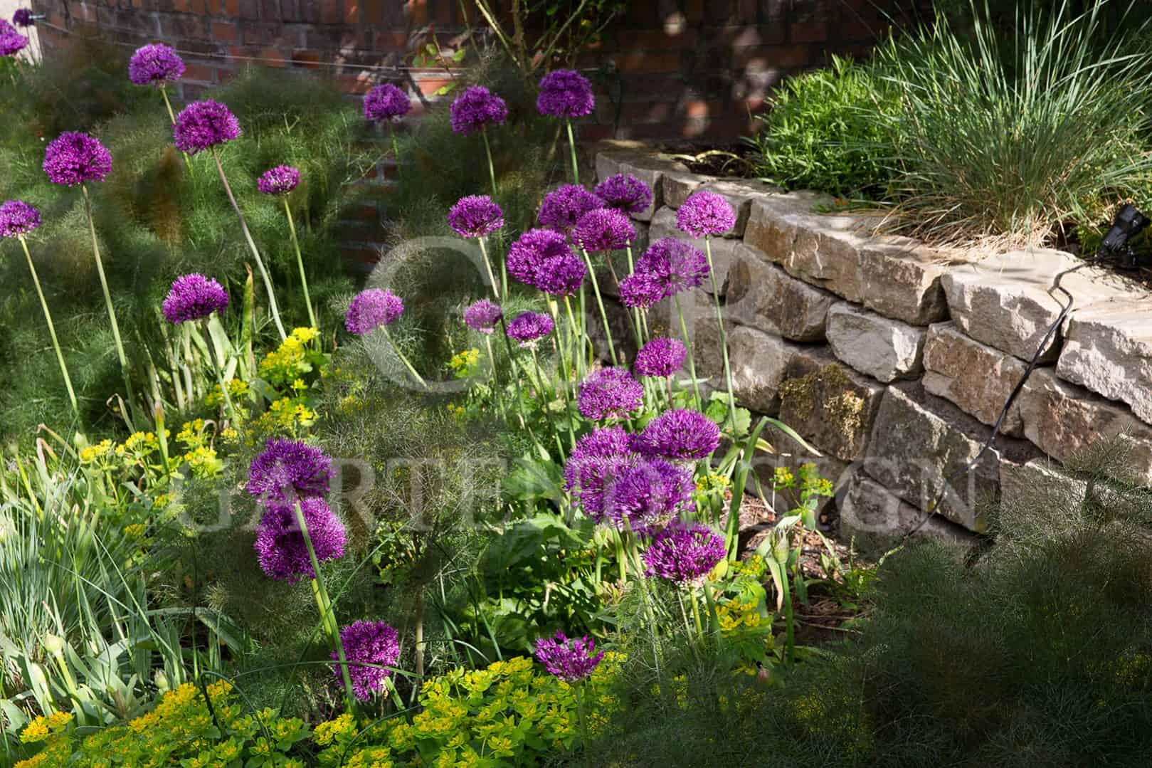 blumenzwiebel zwiebelblumen pflanzen