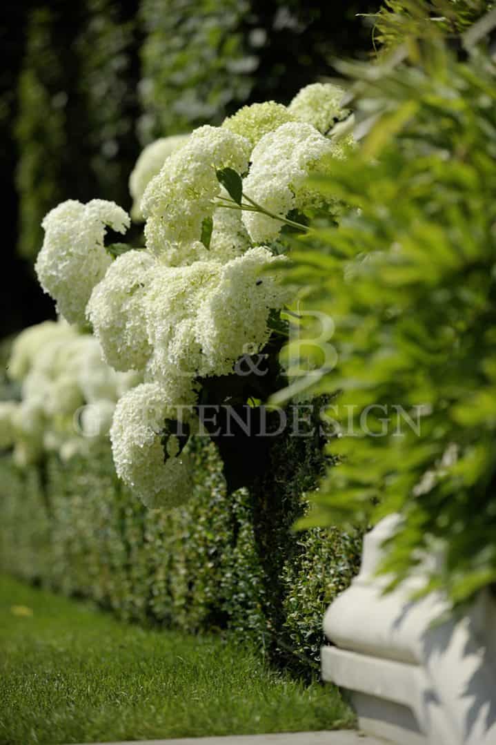 PFLANZEN | FORMGEHÖLZE | Gempp Gartendesign