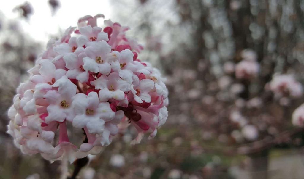 gartengestaltung im winter