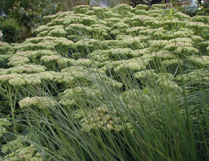 gartentipp garten im winter pennisetum