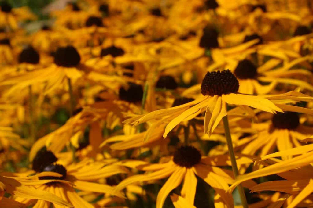 gartentipp garten im winter rudbeckia