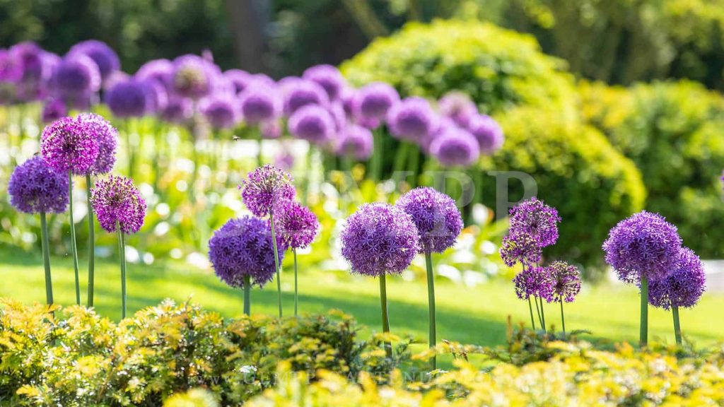 Pflanzen Bäume für den Garten