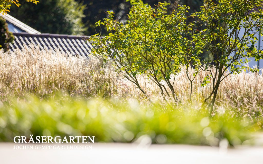 Gräsergarten Gräser im Garten