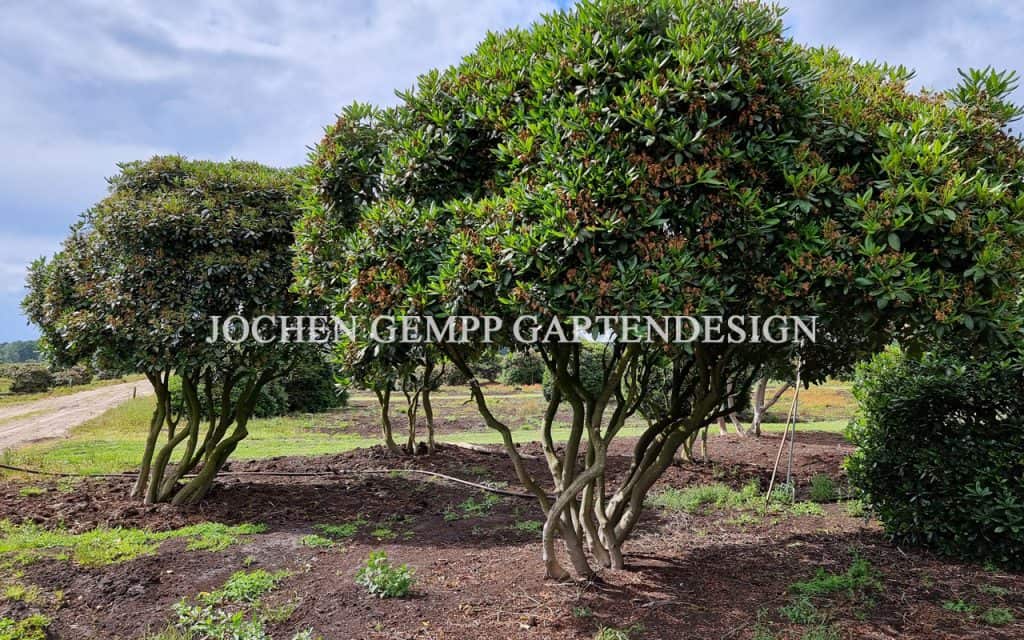 Formgehölz garten exklusiv Blickfang