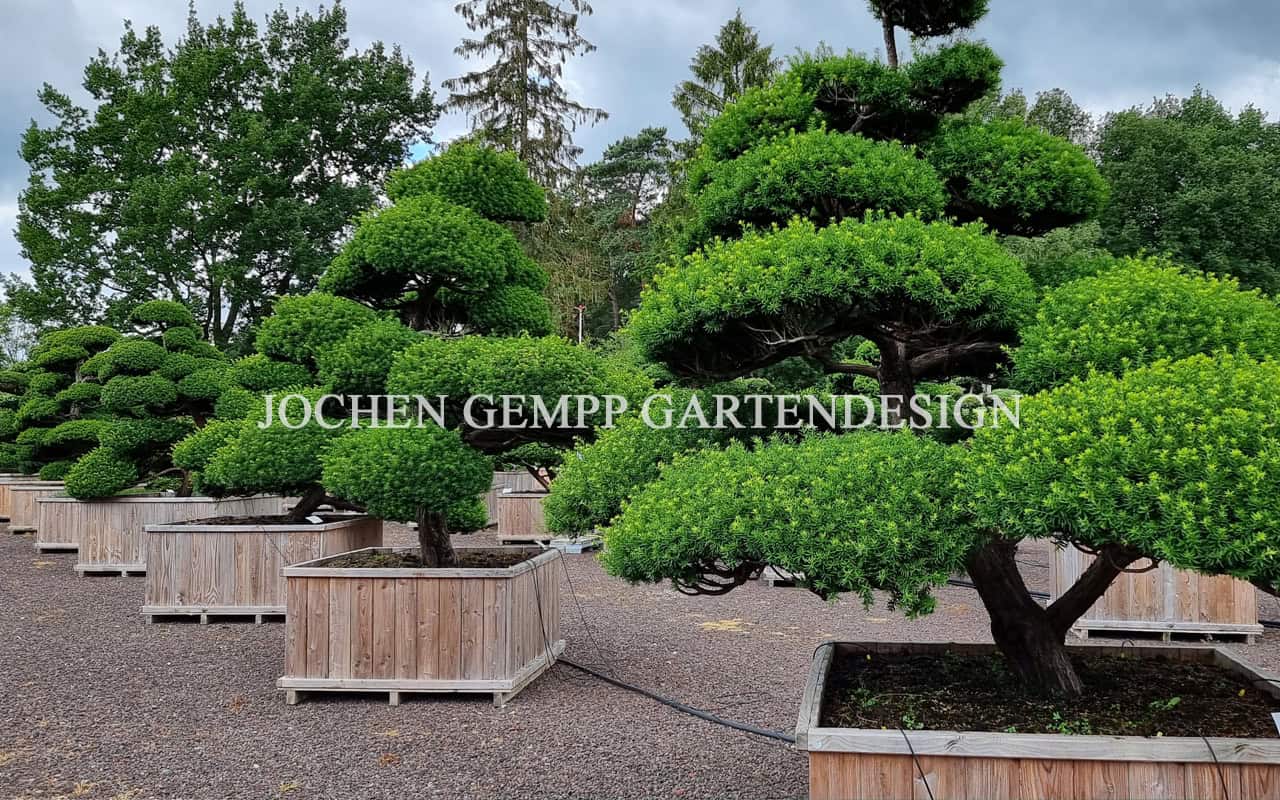 Pflanzen / Formgehlze / Charakterbume | Jochen Gempp Gartendesign